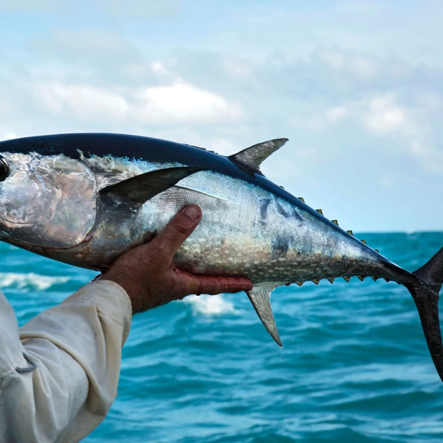 The most recent Atlantic bluefin tuna catches on Fishbrain