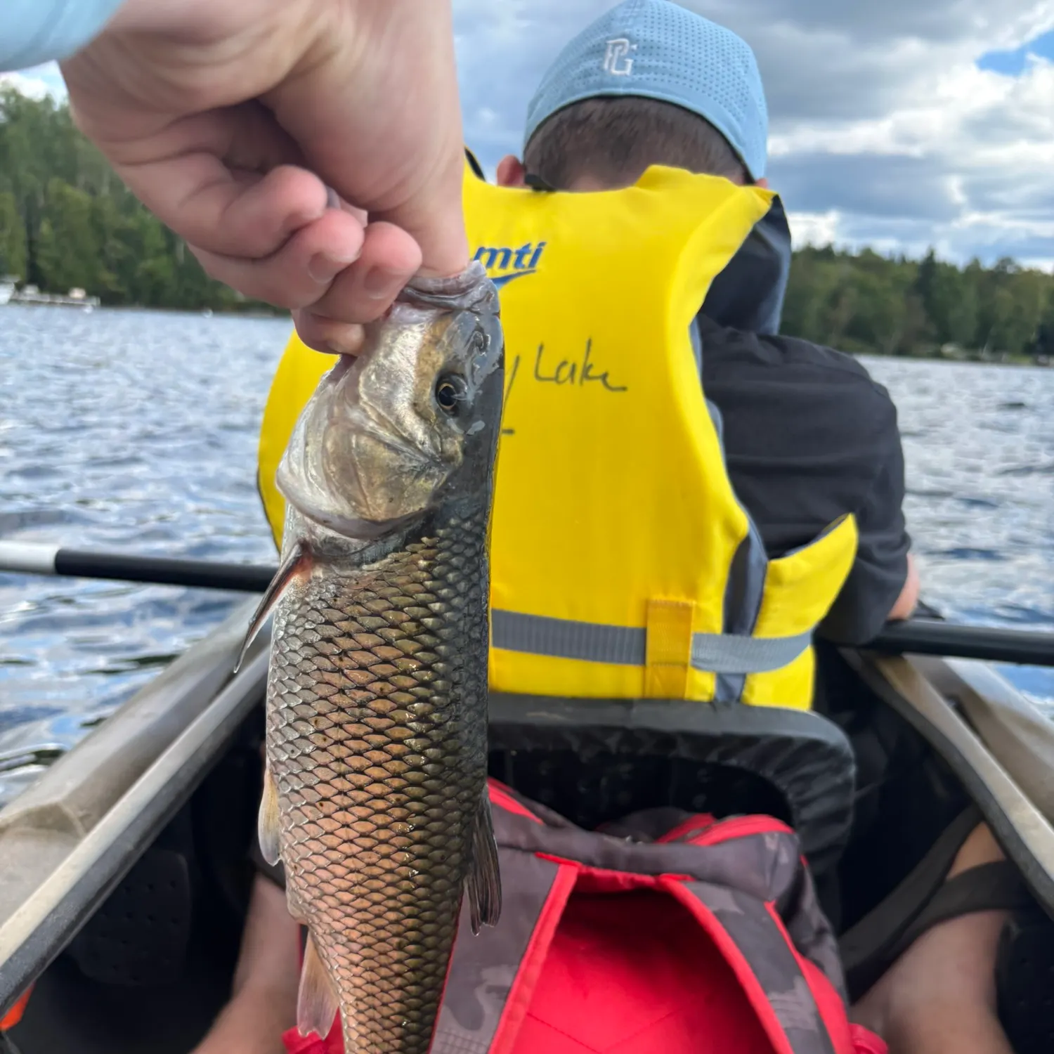 Fallfish caught on Fishbrain