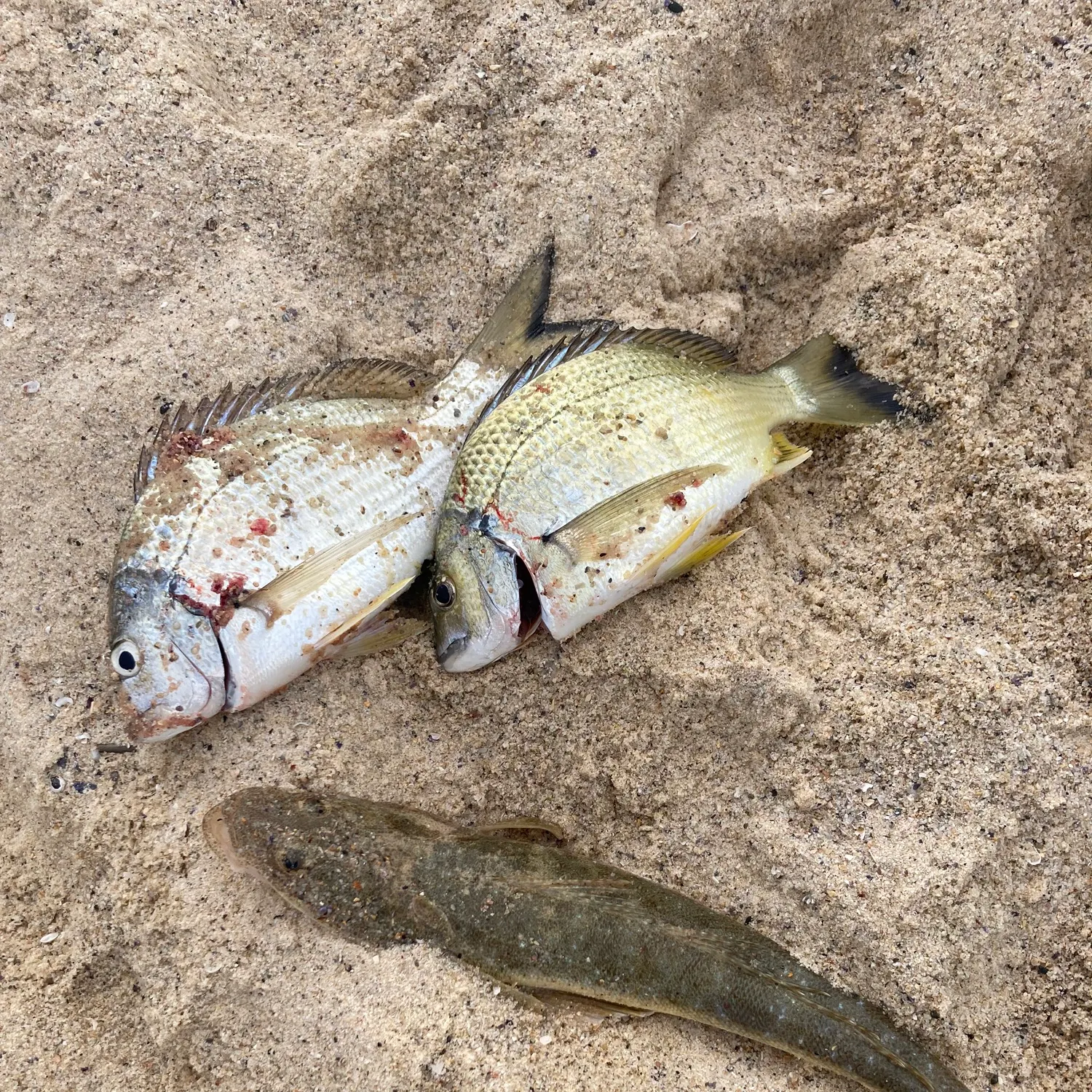 recently logged catches