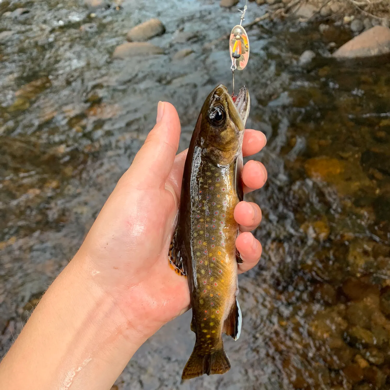 Brook trout caught on Fishbrain