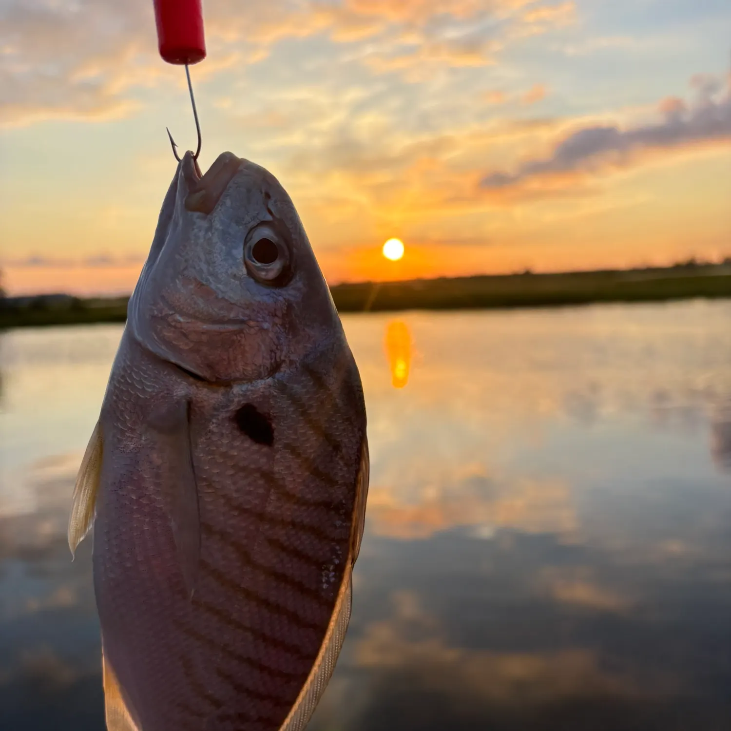 Spot croaker caught on Fishbrain