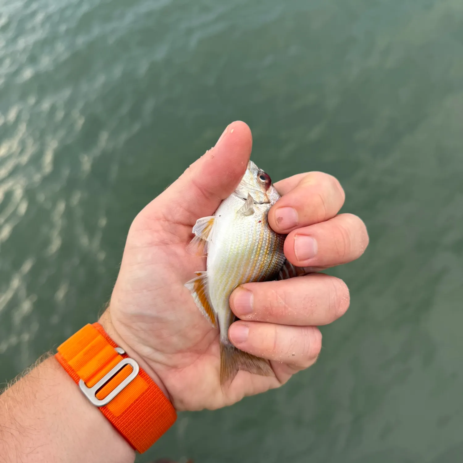 Pinfish caught on Fishbrain