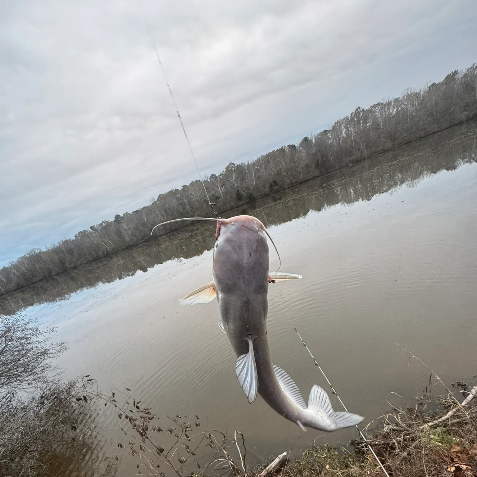 The most recent Blue catfish catches on Fishbrain