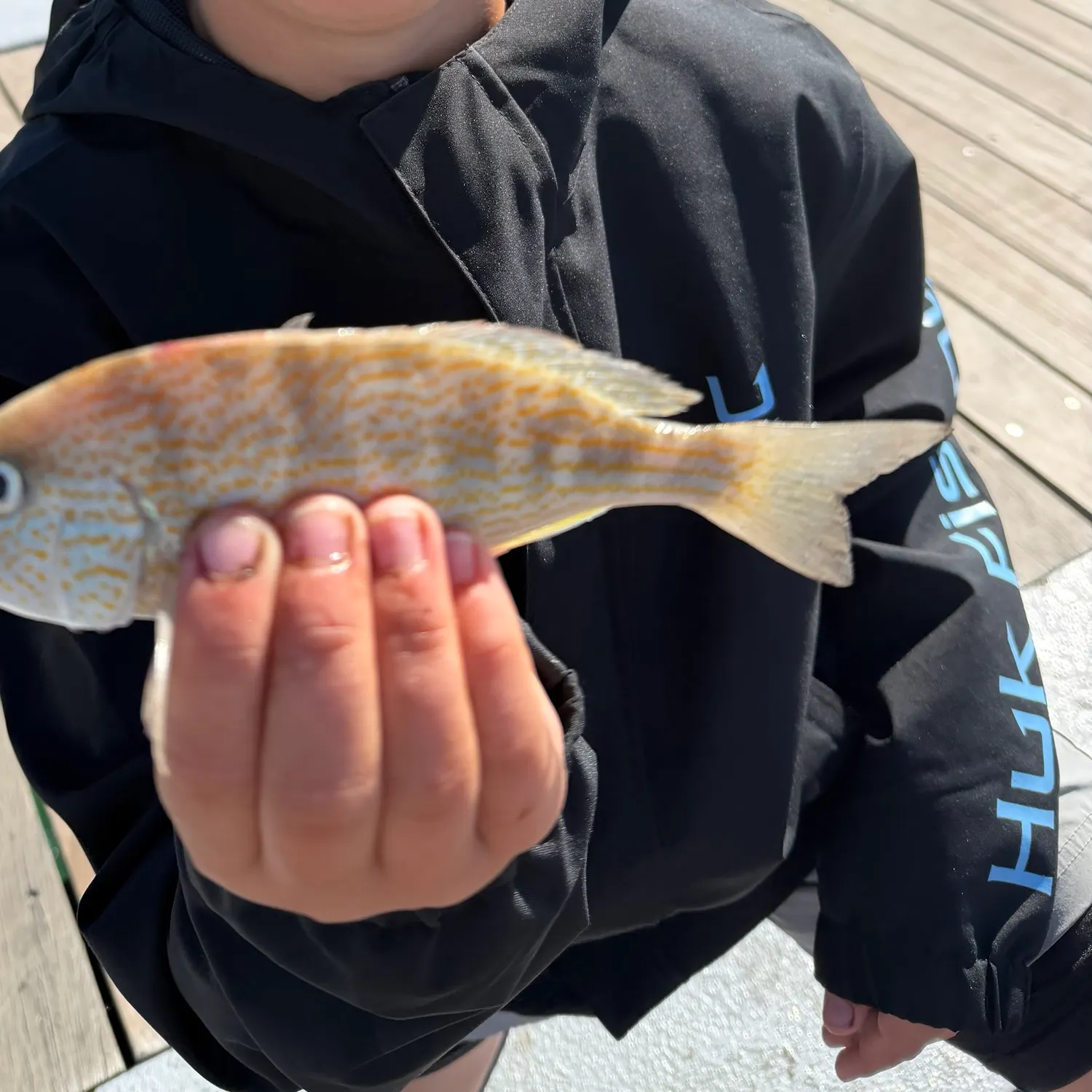 Pinfish caught on Fishbrain