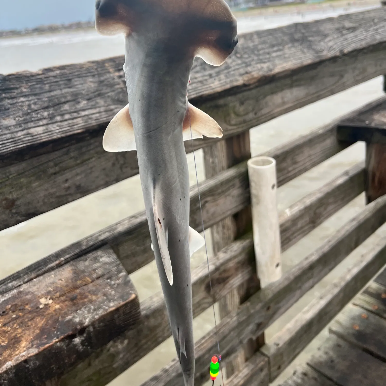 The most recent Scalloped hammerhead shark catches on Fishbrain