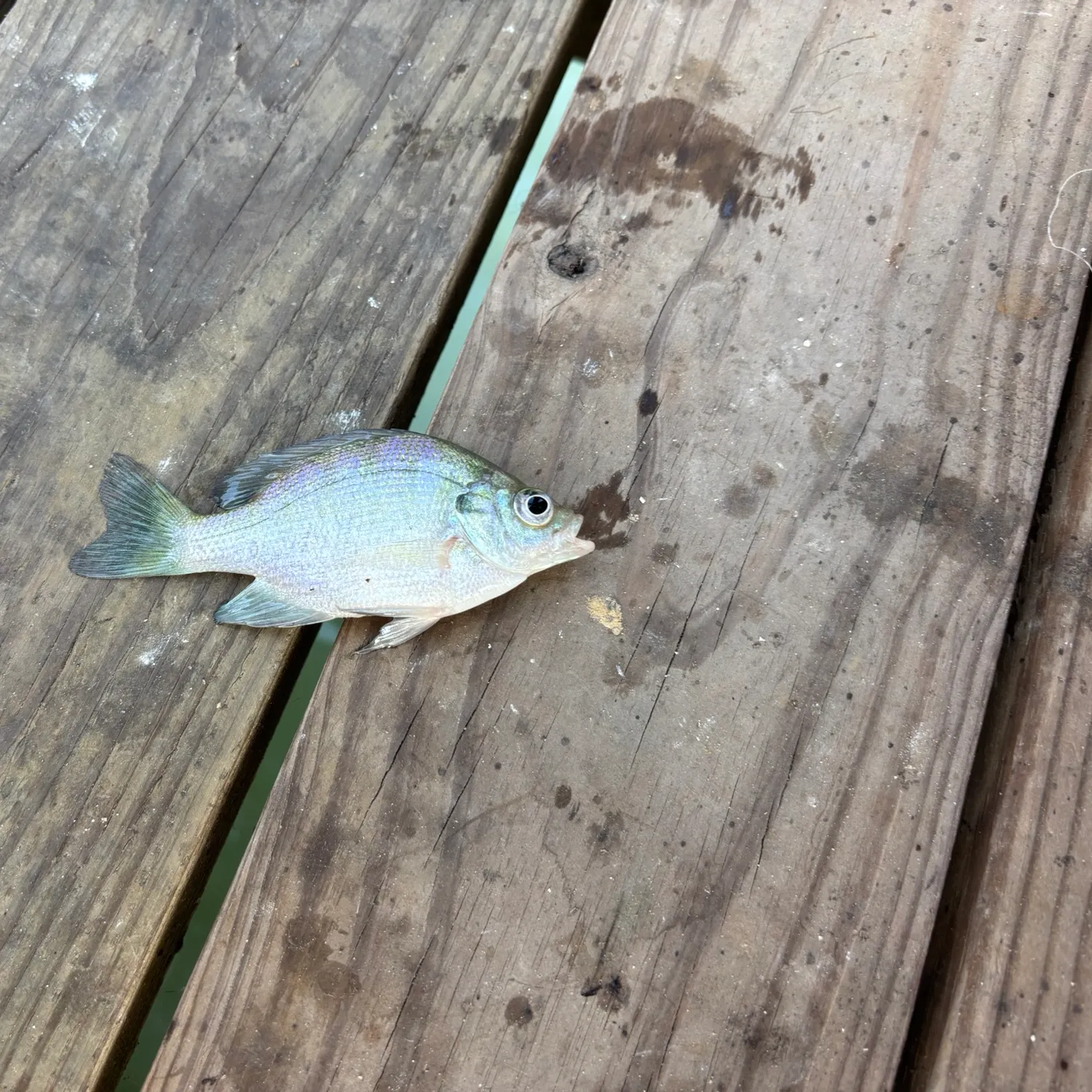 Bluegill caught on Fishbrain