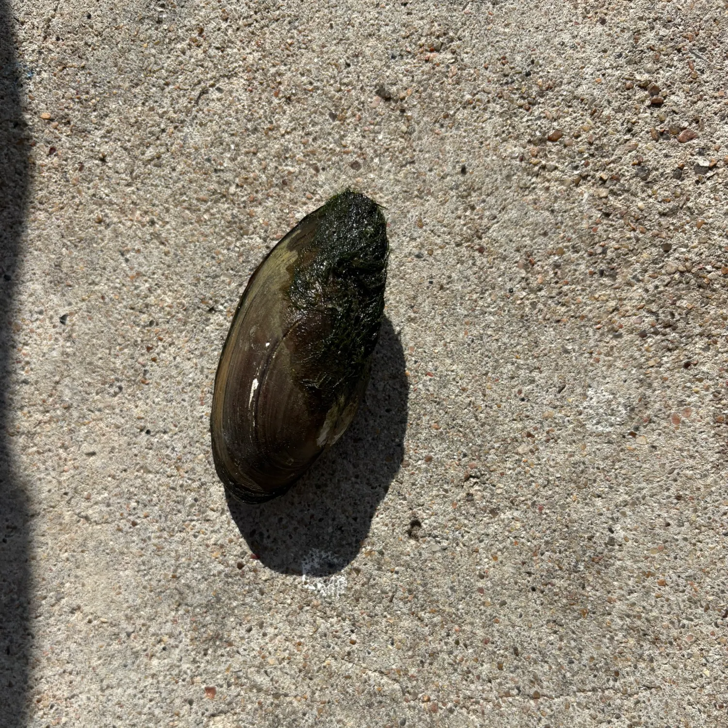 The most recent Asian clam catches on Fishbrain