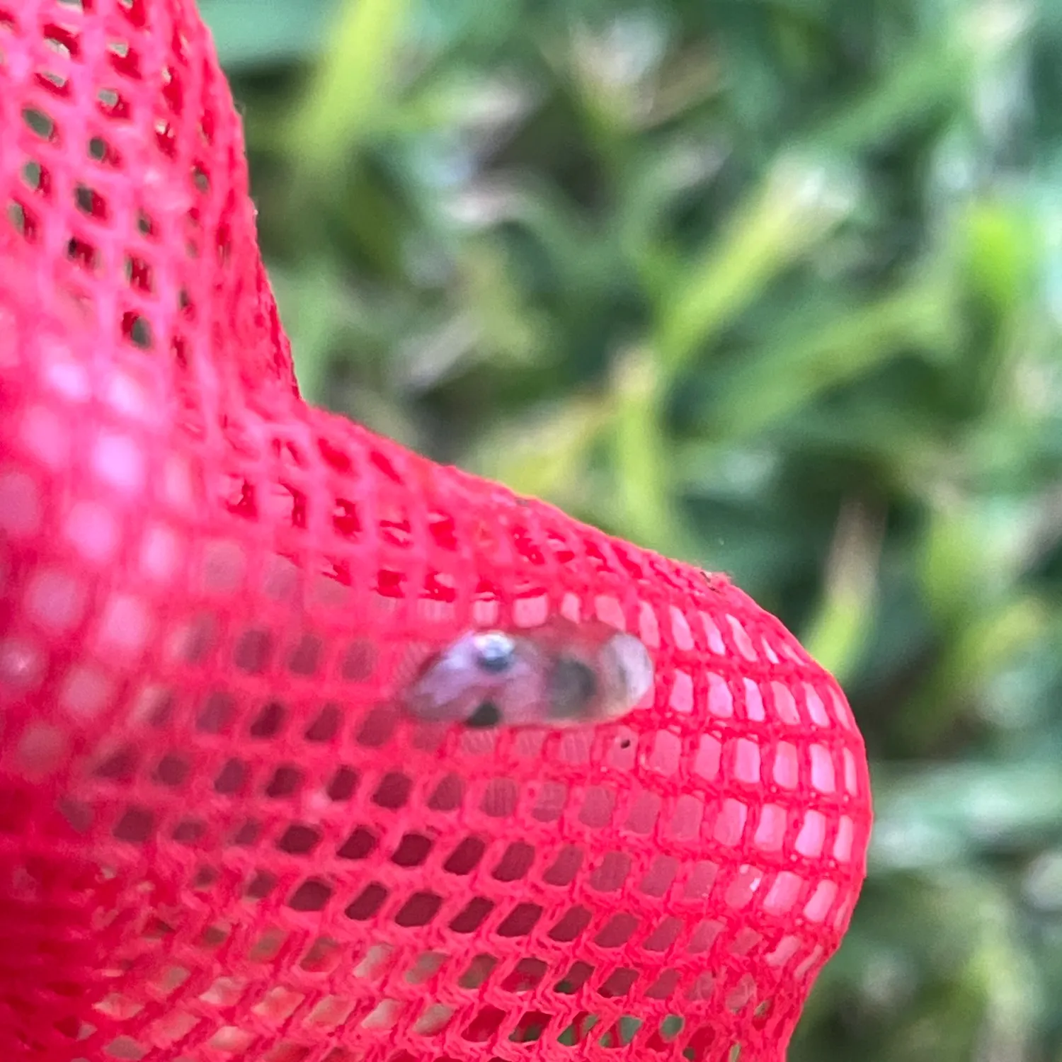 The most recent Common cuttlefish catches on Fishbrain