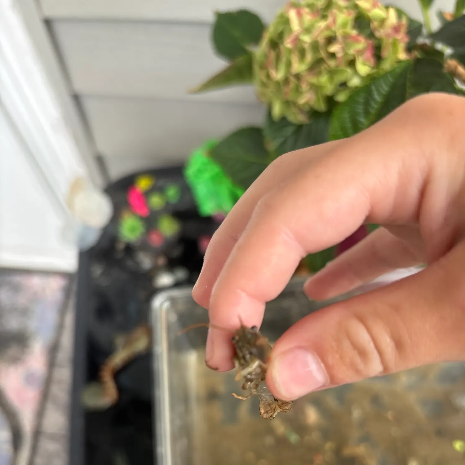 The most recent Appalachian brook crayfish catches on Fishbrain