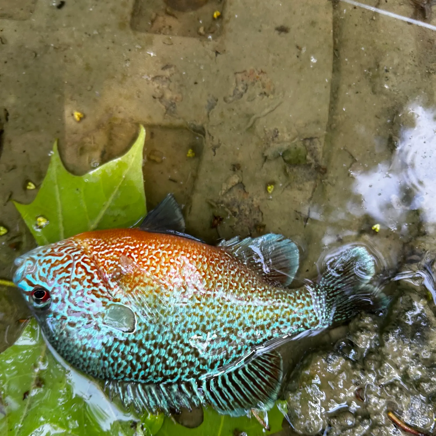 Pumpkinseed x green sunfish caught on Fishbrain