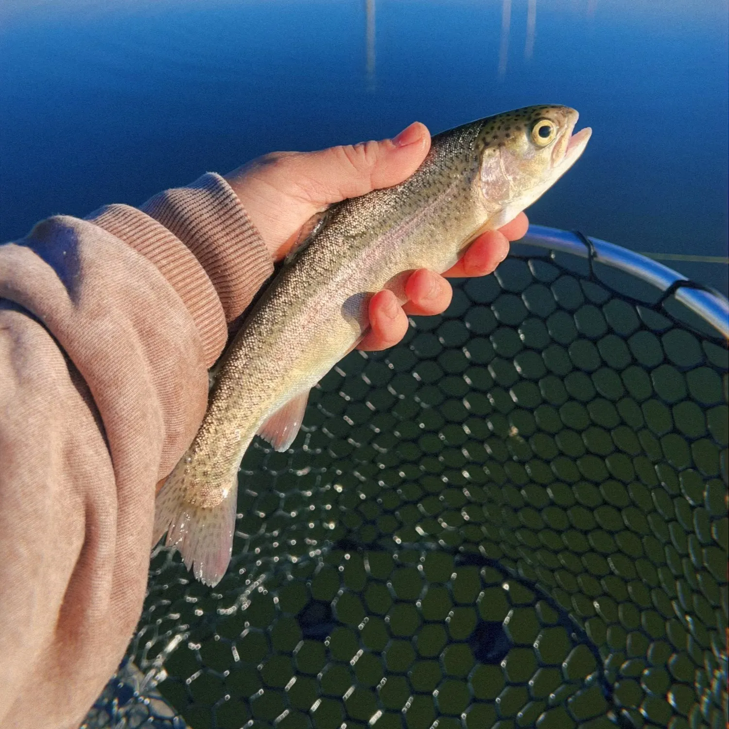 Rainbow trout caught on Fishbrain
