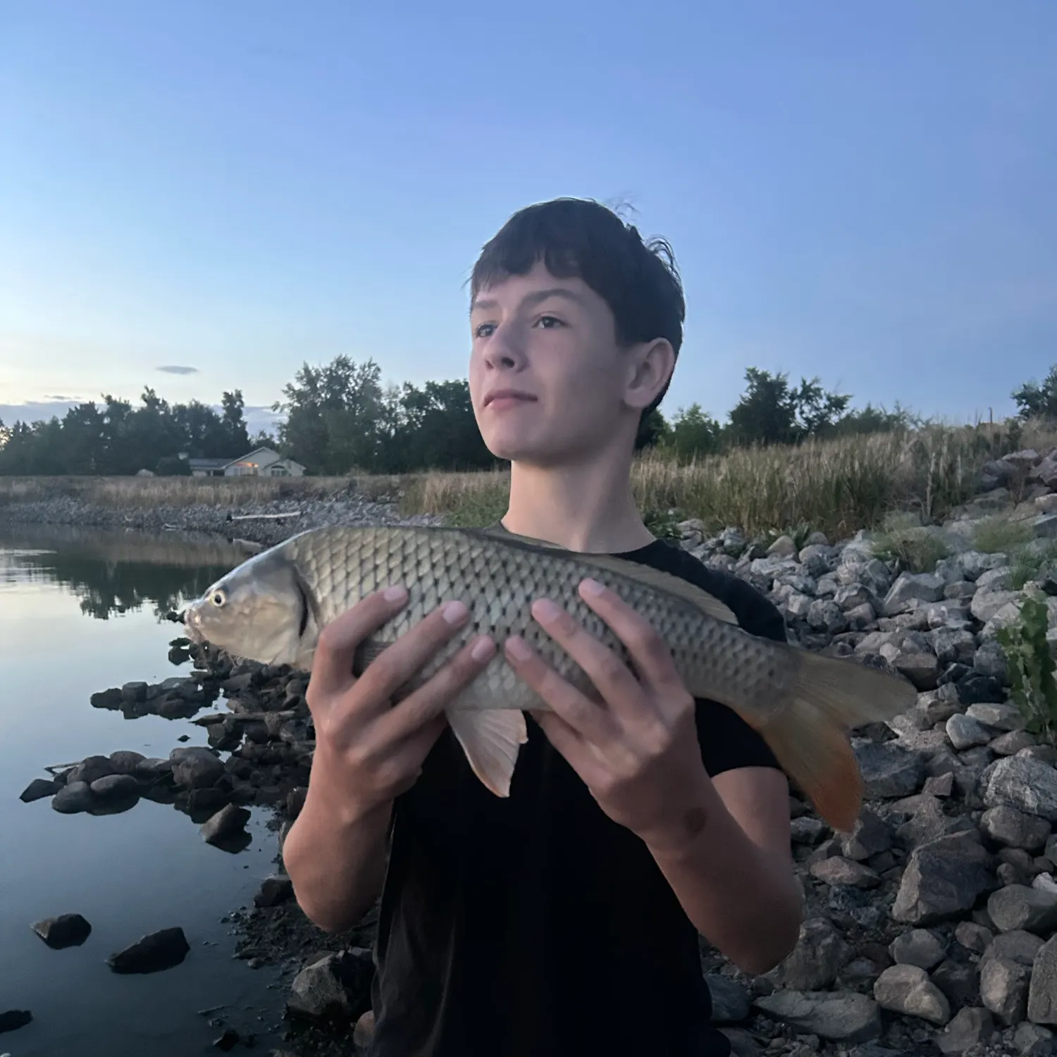 Common carp caught on Fishbrain