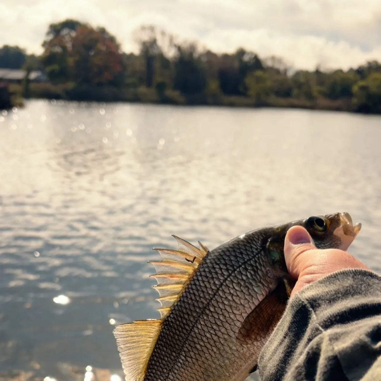 White perch caught on Fishbrain