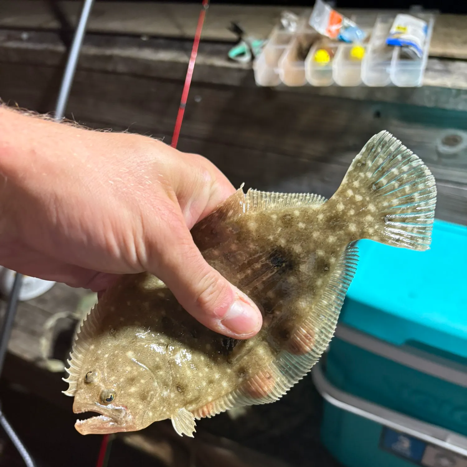 The most recent Gulf flounder catches on Fishbrain