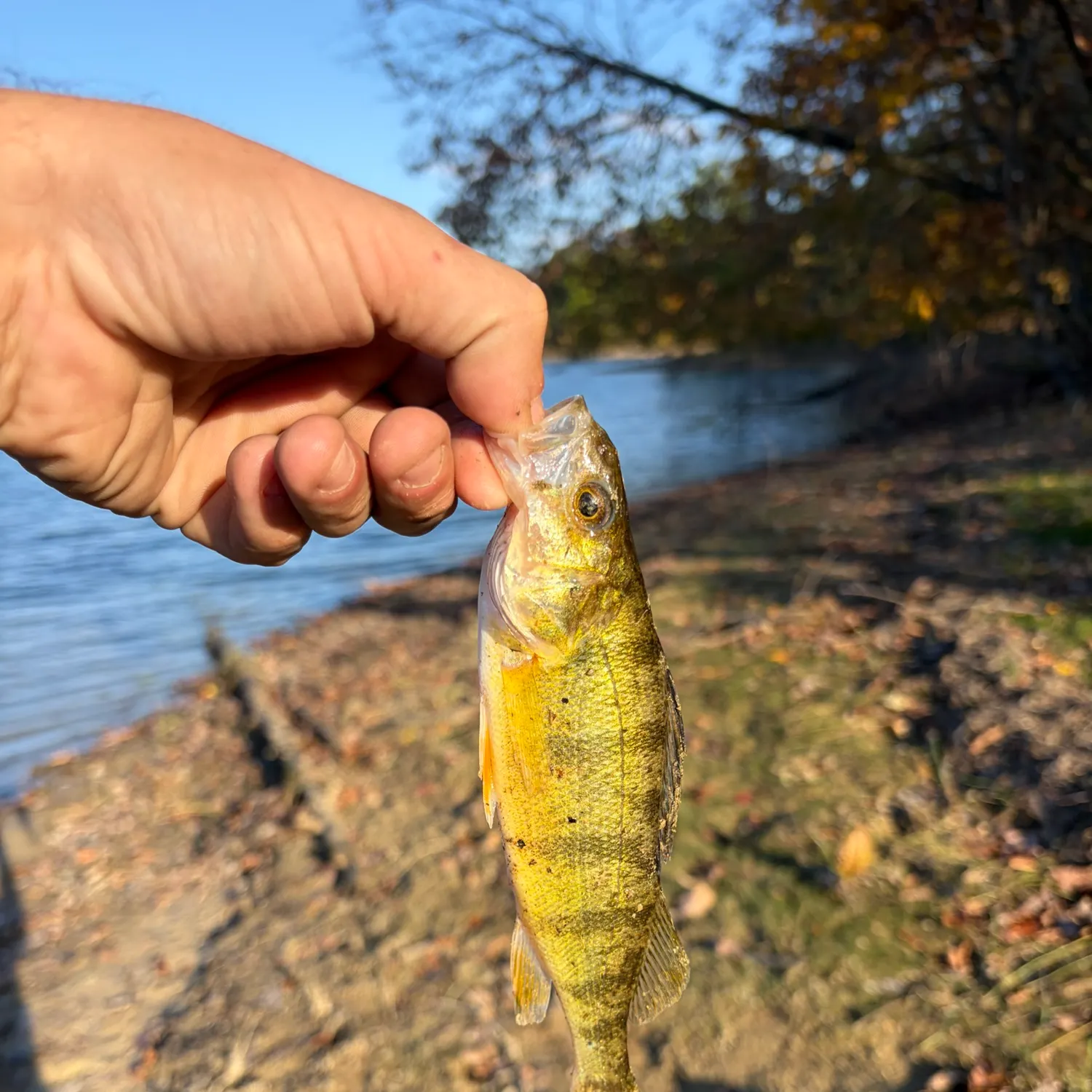Yellow perch caught on Fishbrain