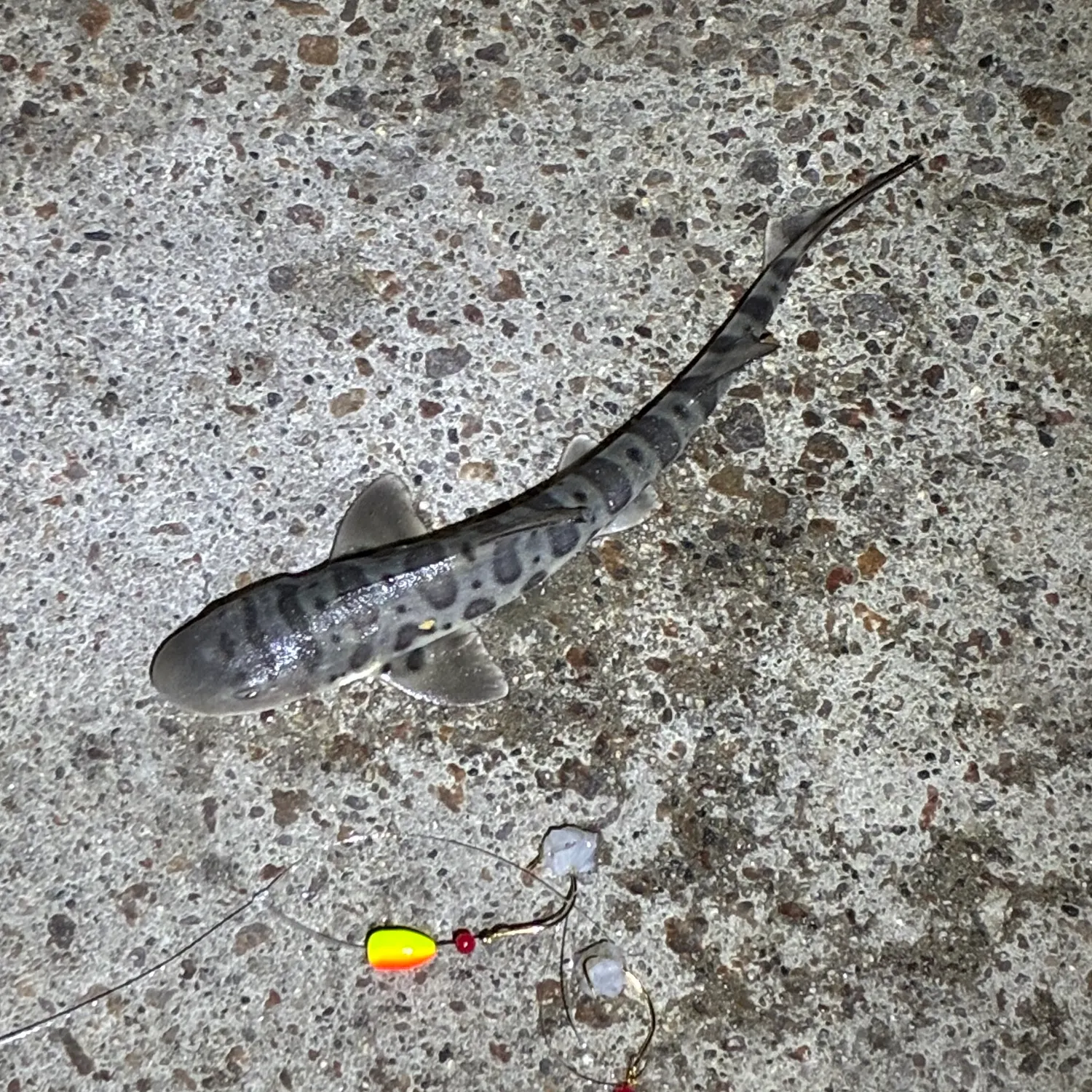 The most recent Leopard shark catches on Fishbrain