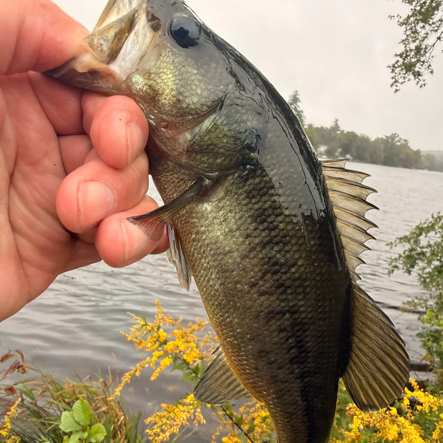 Largemouth bass caught on Fishbrain