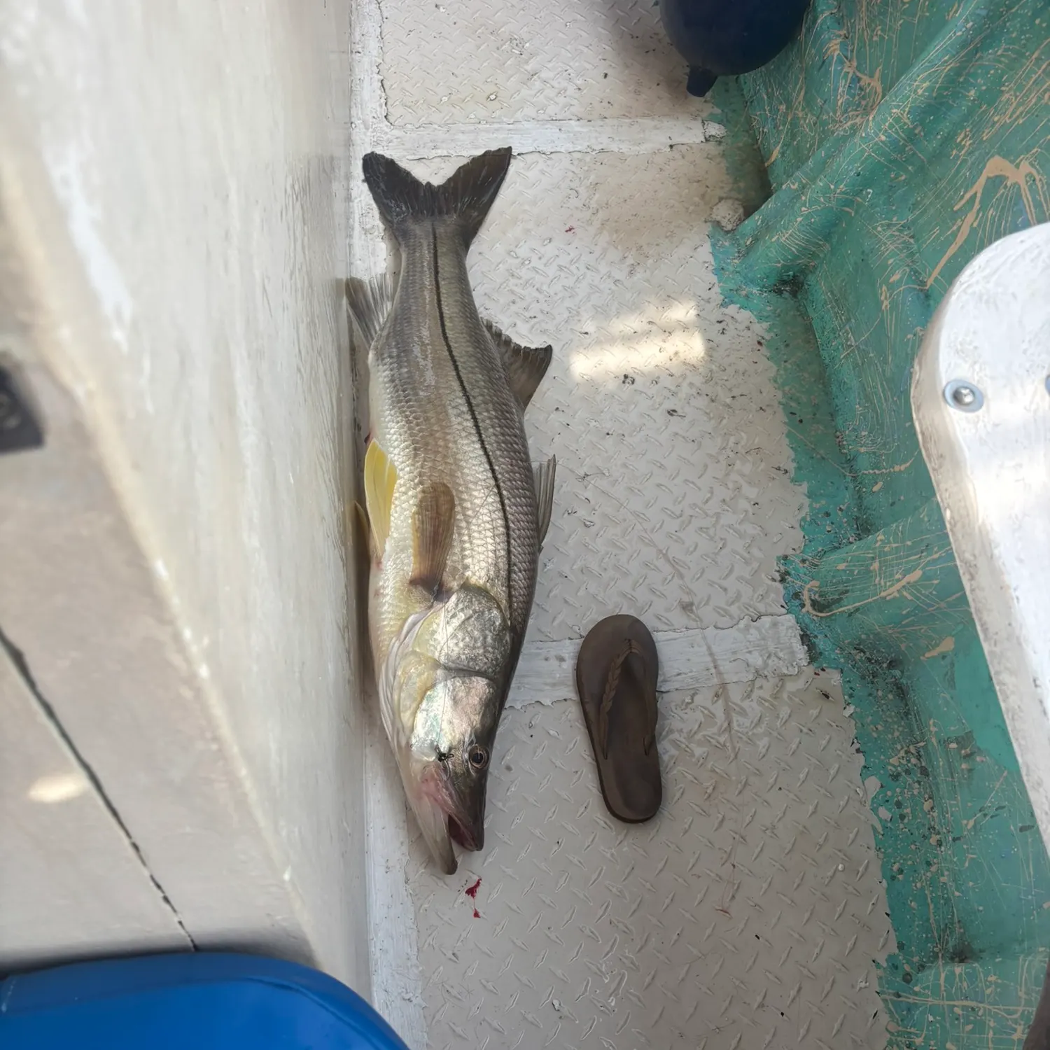 The most recent White snook catches on Fishbrain
