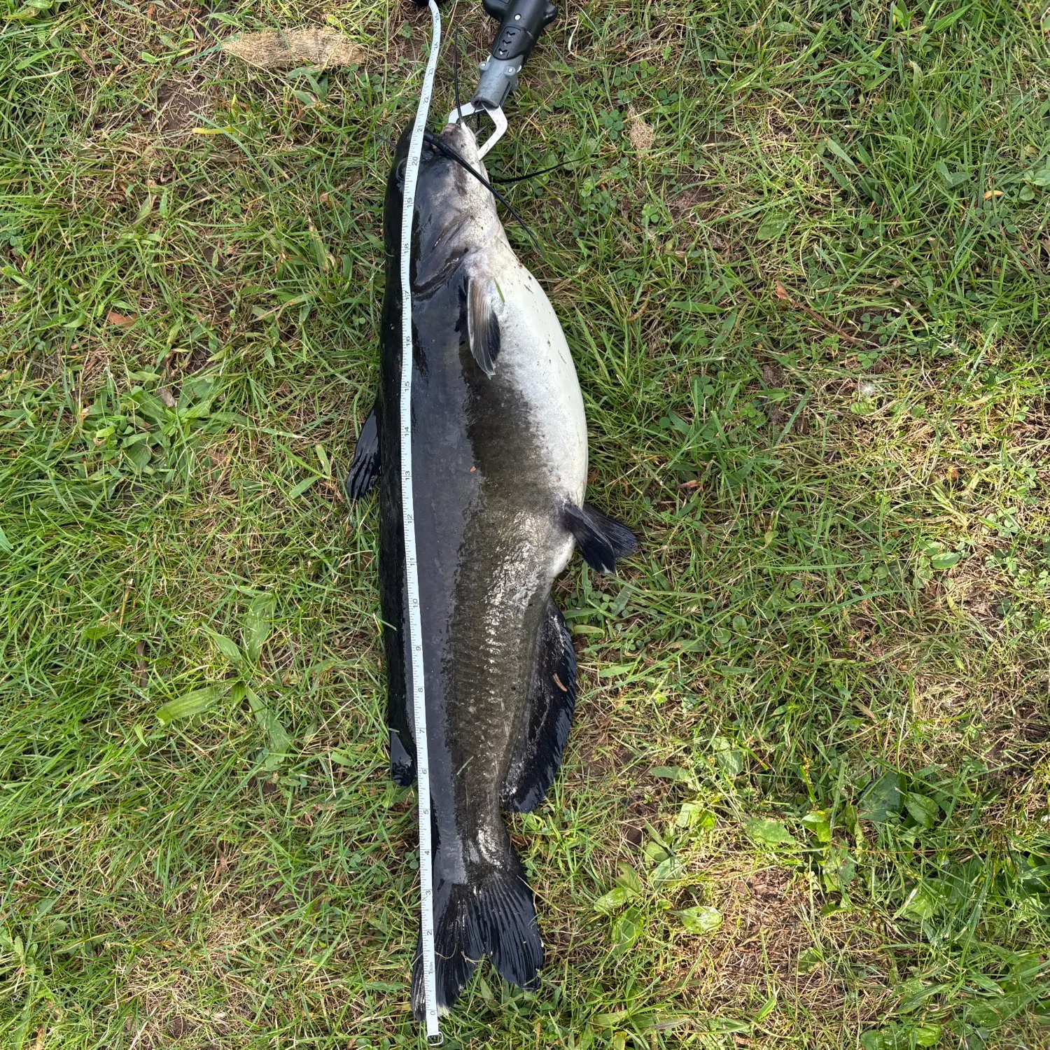 Channel catfish caught on Fishbrain