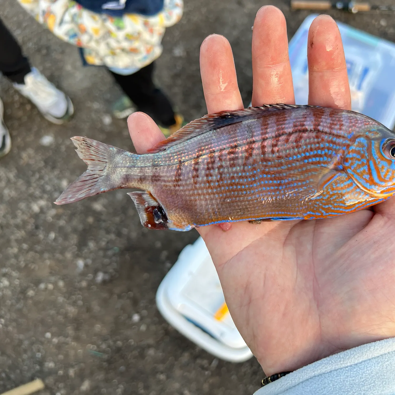 The most recent Rainbow surfperch catches on Fishbrain