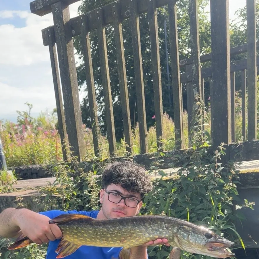 Northern pike caught on Fishbrain