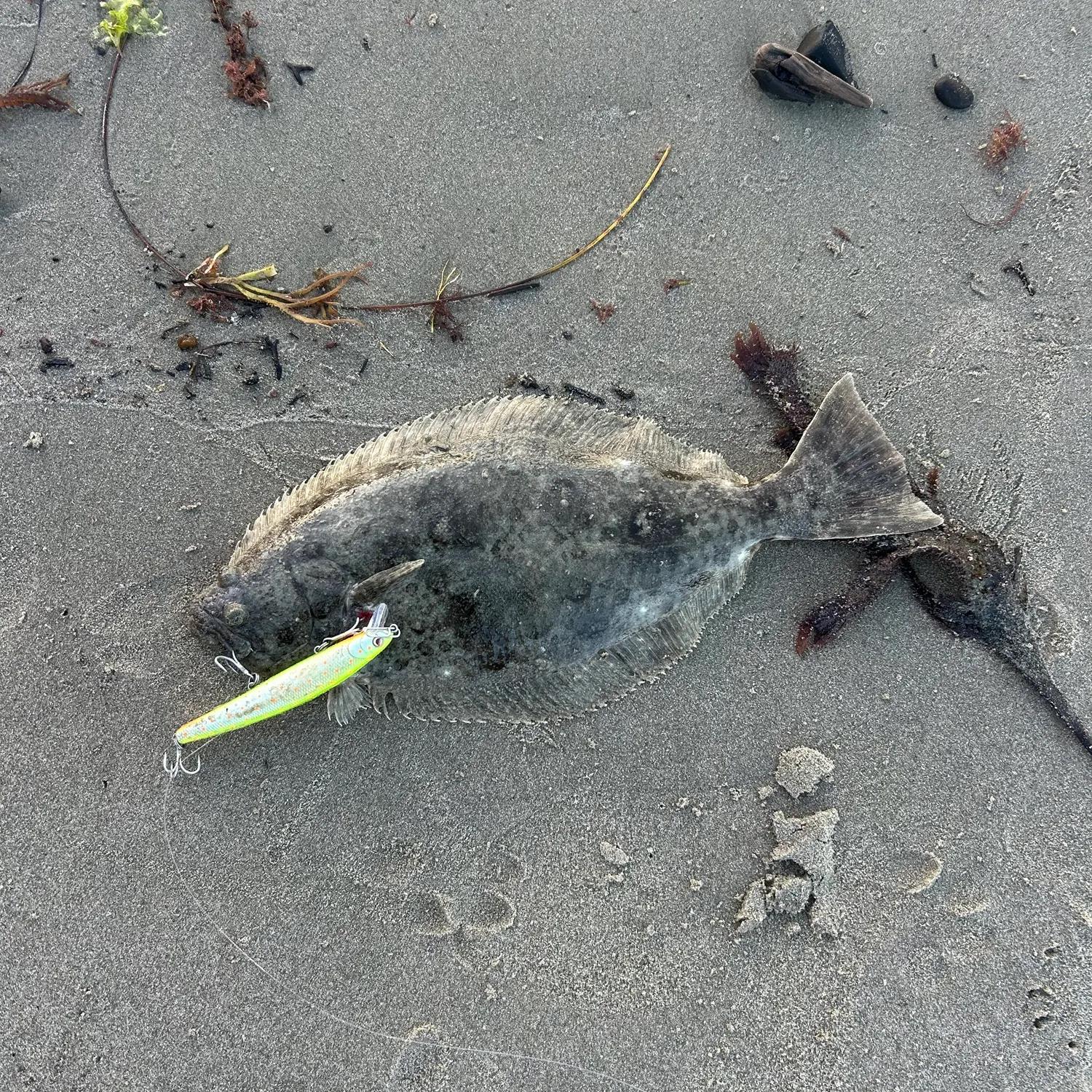 California halibut caught on Fishbrain