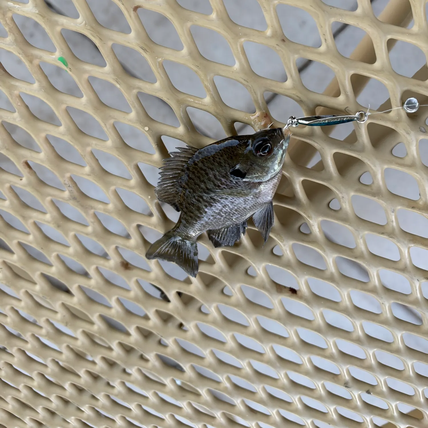 Bluegill caught on Fishbrain