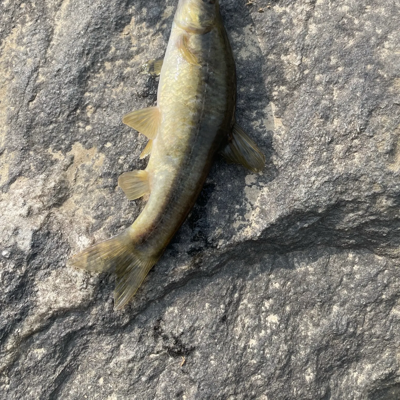 The most recent Ironcolor shiner catches on Fishbrain