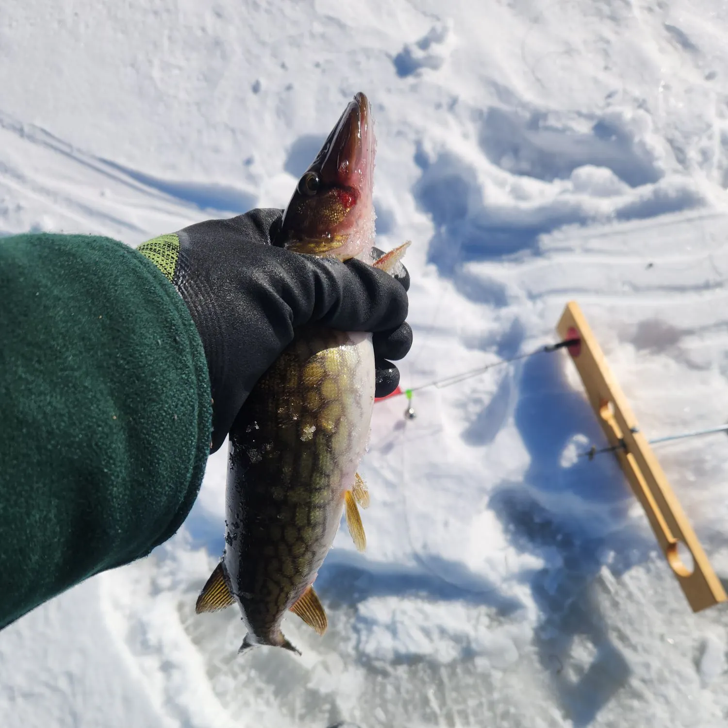 The most recent Chain pickerel catches on Fishbrain