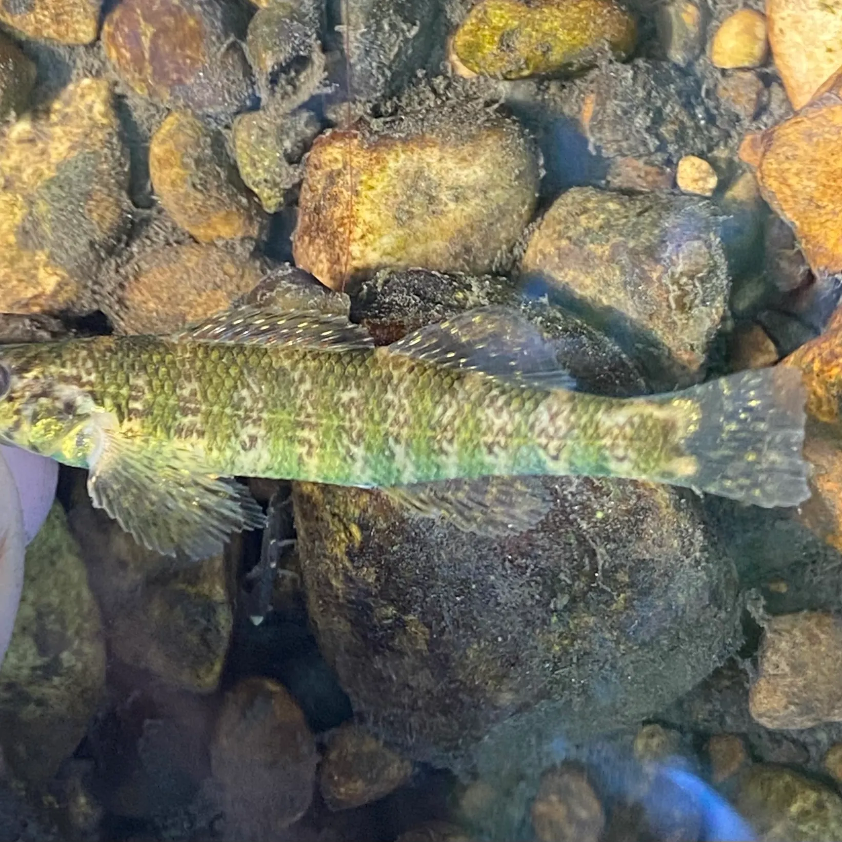 The most recent Banded darter catches on Fishbrain