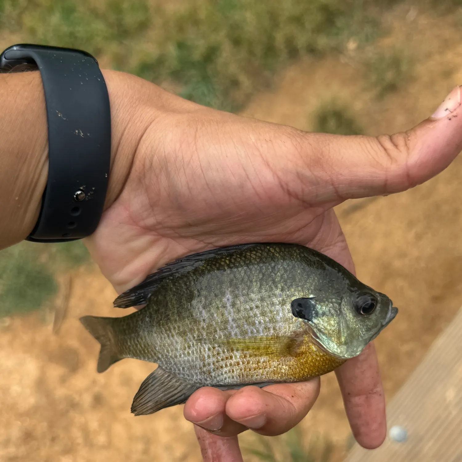 Bluegill caught on Fishbrain