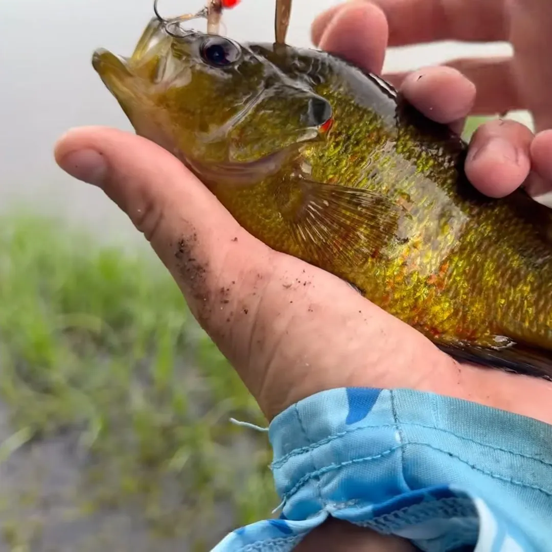 Warmouth caught on Fishbrain