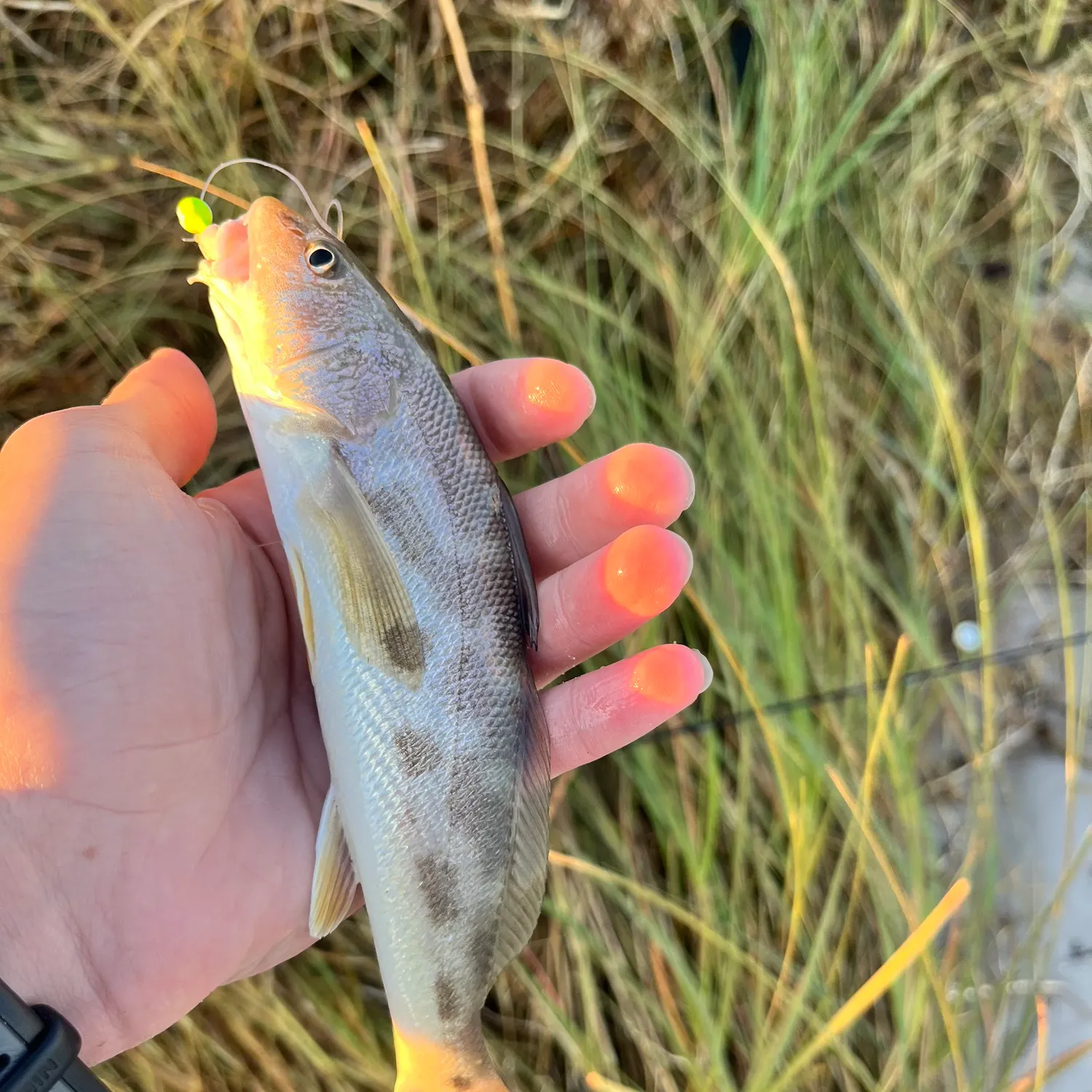 Southern kingcroaker caught on Fishbrain