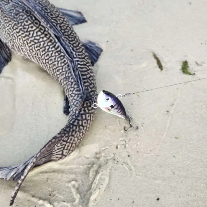 The most recent Suckermouth catfish catches on Fishbrain
