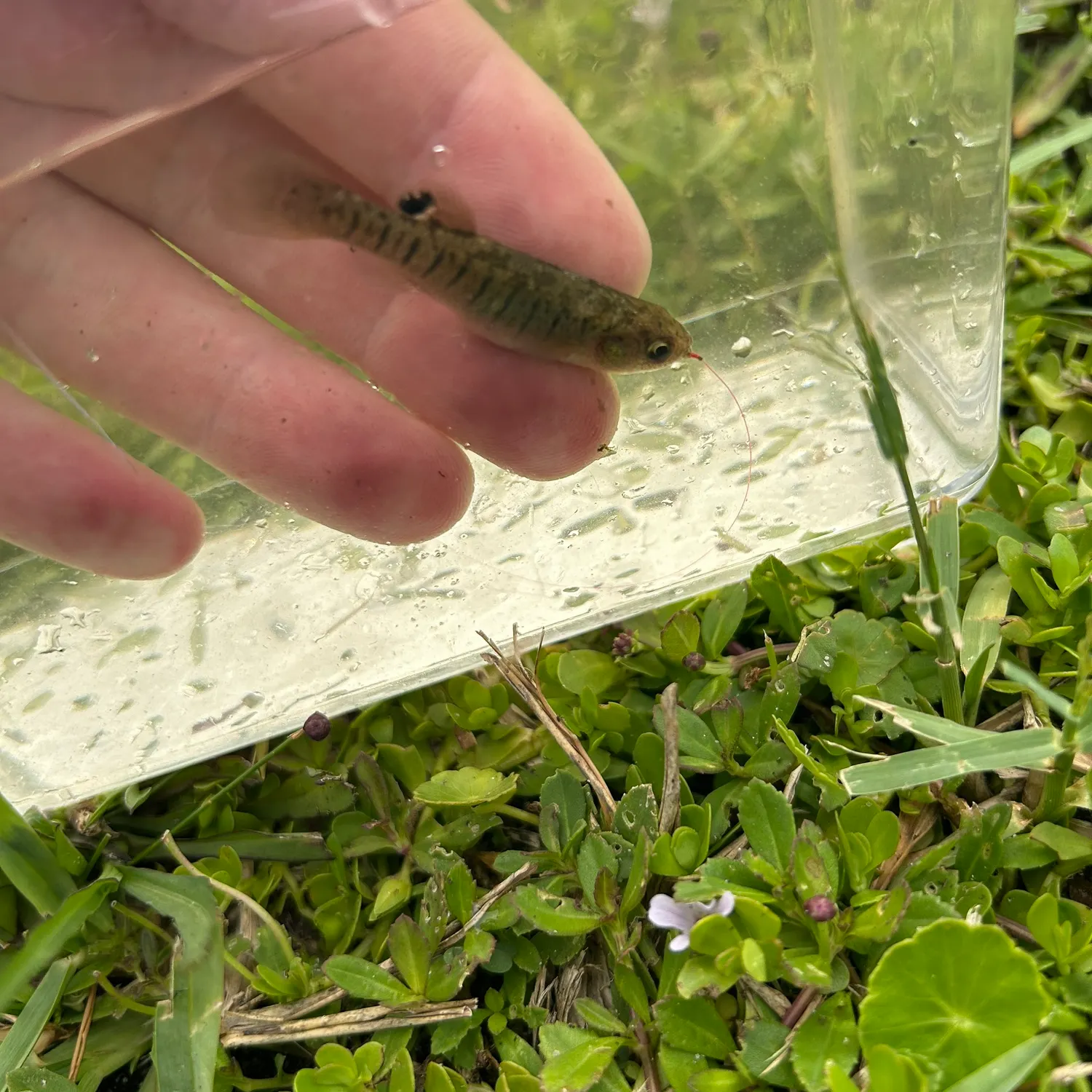 The most recent Marsh killifish catches on Fishbrain