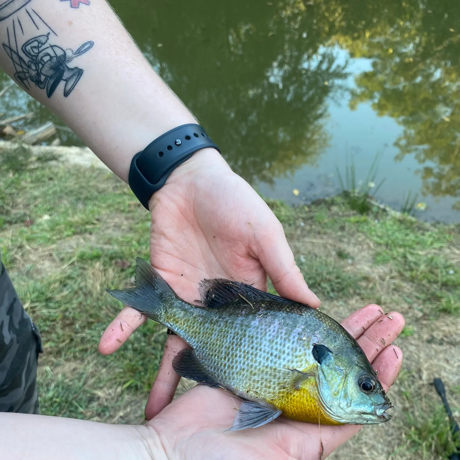 Bluegill caught on Fishbrain