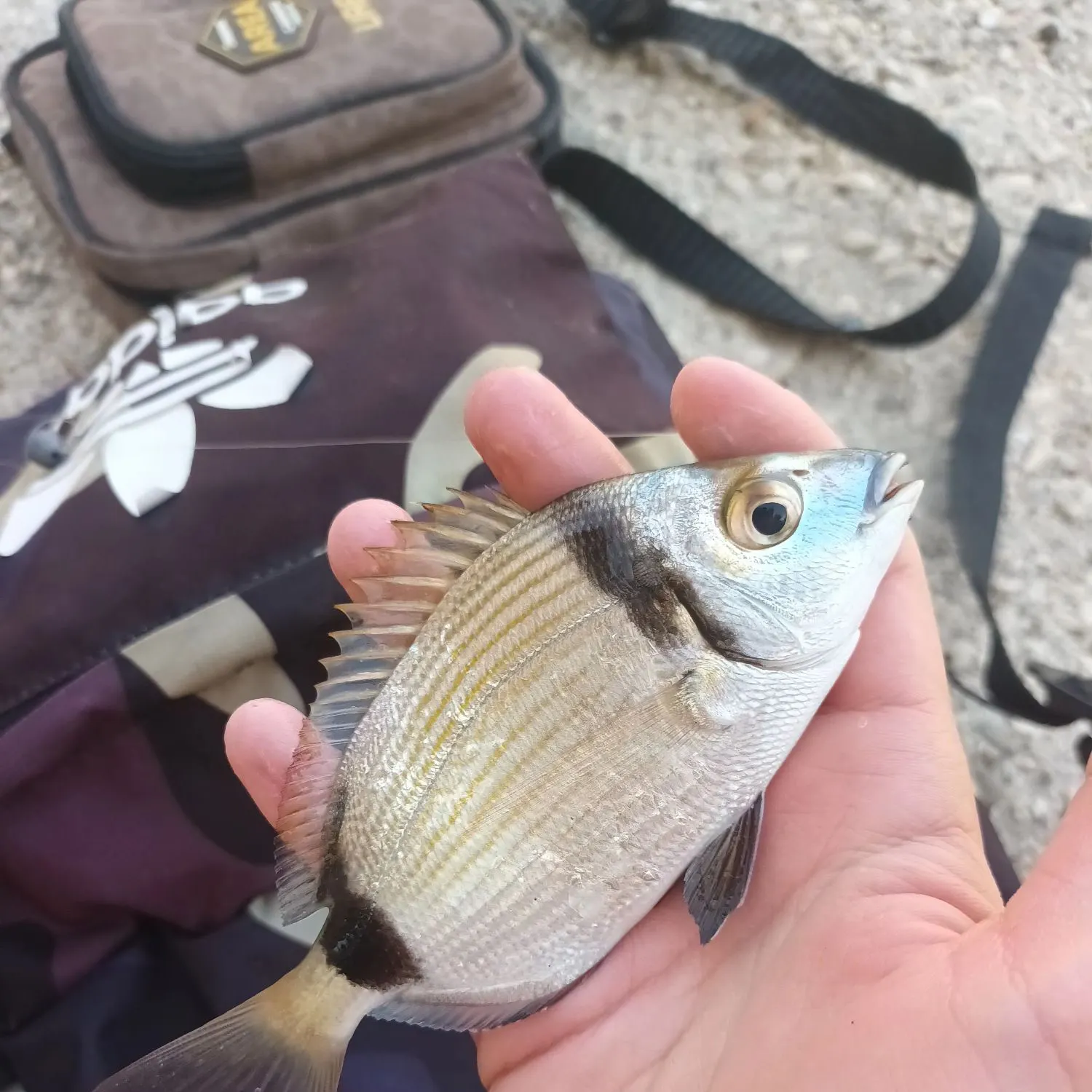 The most recent Common two-banded seabream catches on Fishbrain