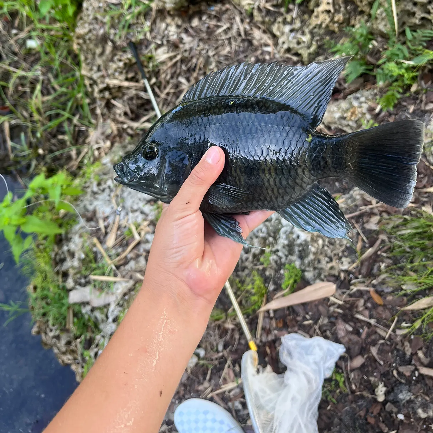Zebra tilapia caught on Fishbrain