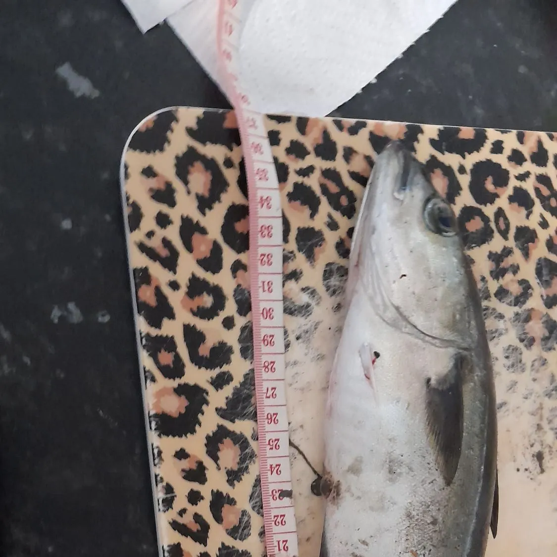 The most recent Atlantic pollock catches on Fishbrain