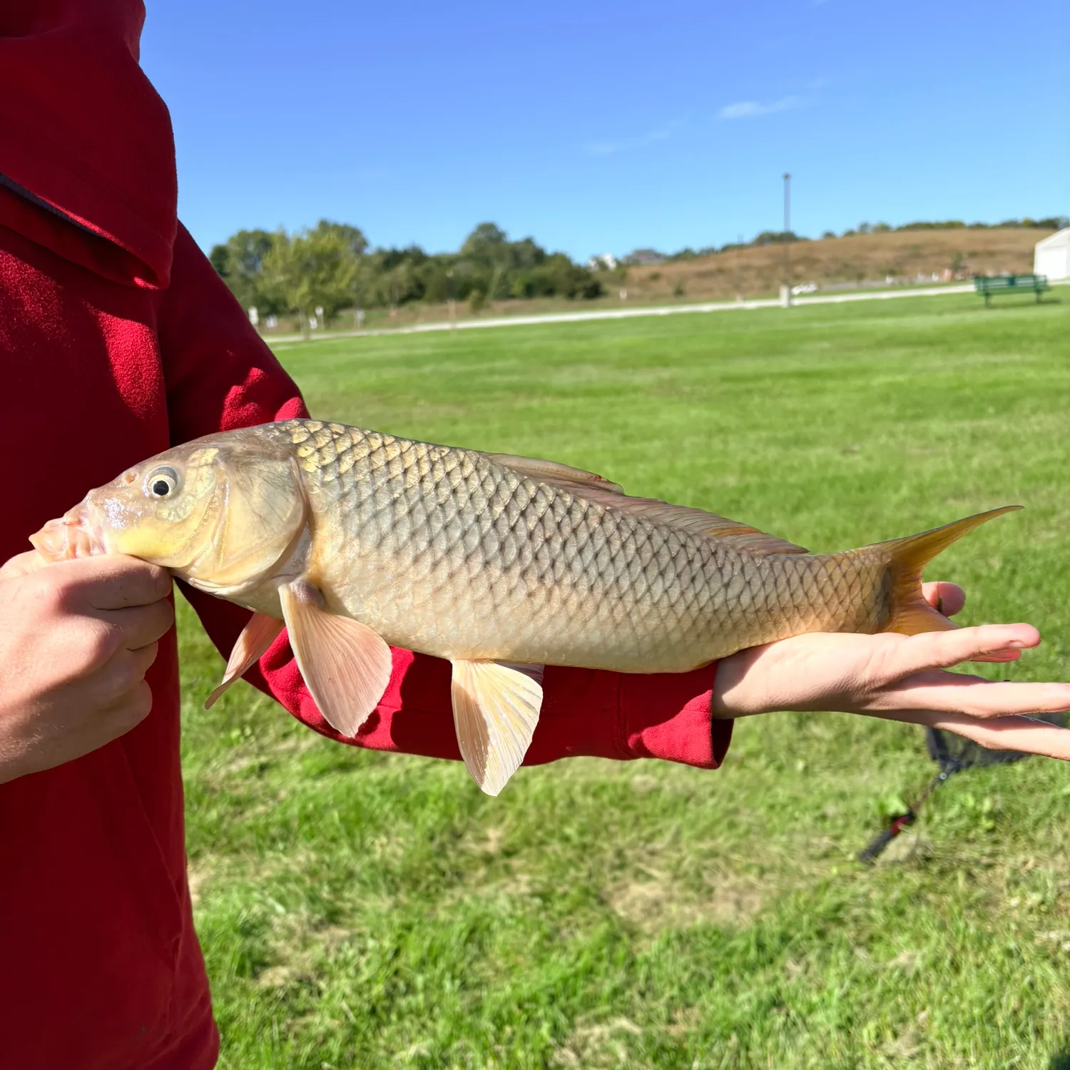 Common carp caught on Fishbrain