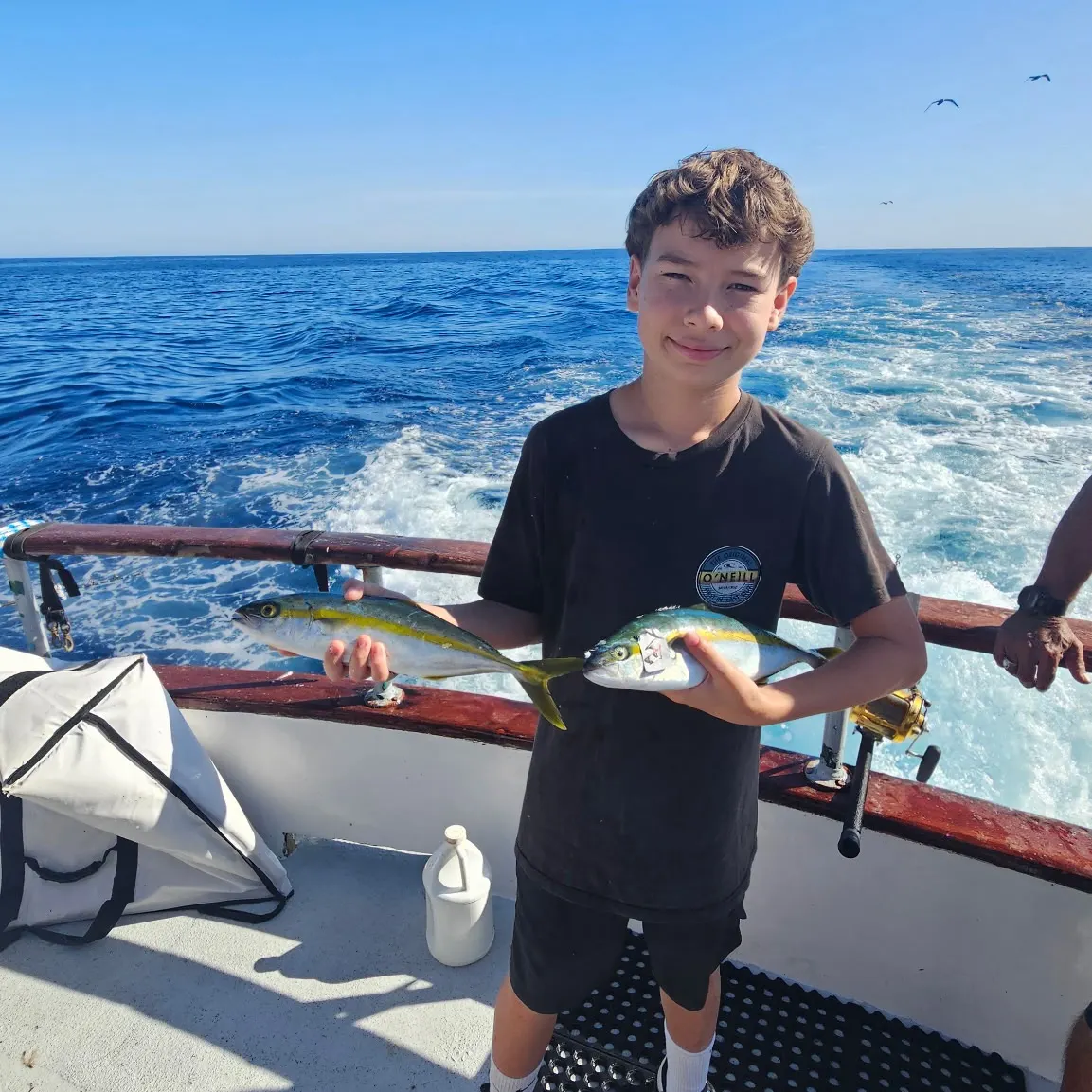 The most recent California yellowtail amberjack catches on Fishbrain