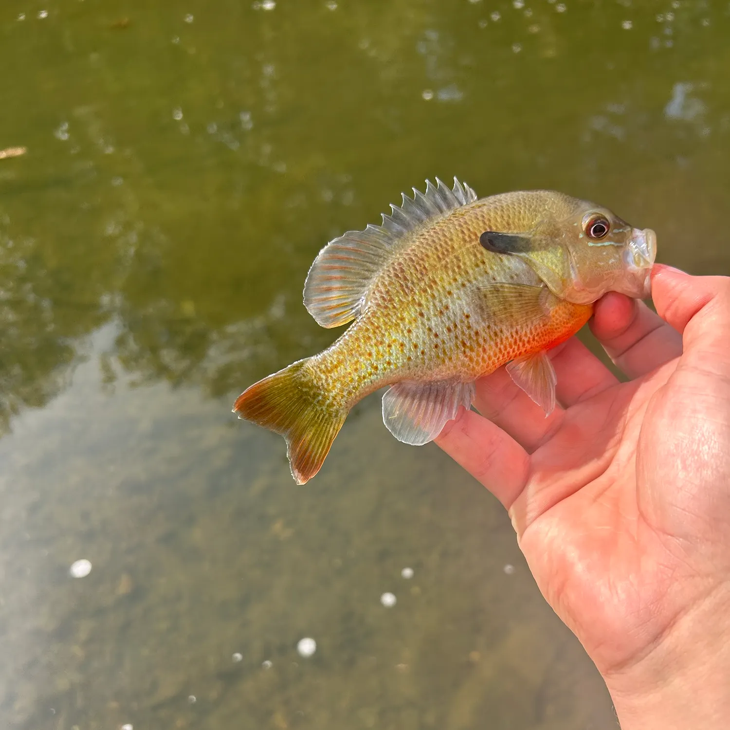 Redbreast sunfish caught on Fishbrain