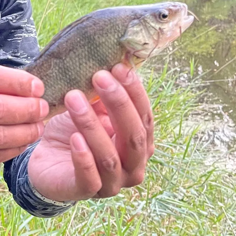 Yellow perch caught on Fishbrain