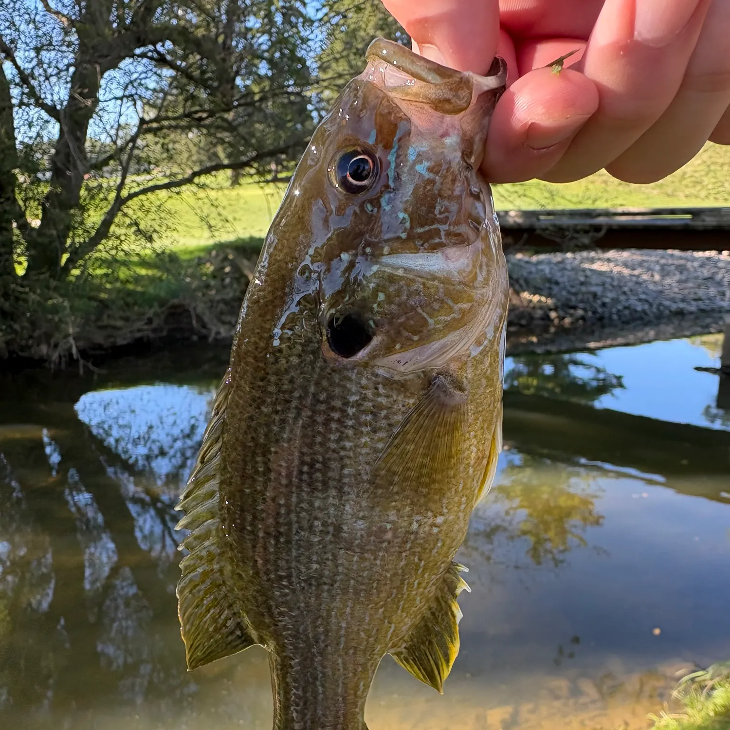 Green sunfish caught on Fishbrain