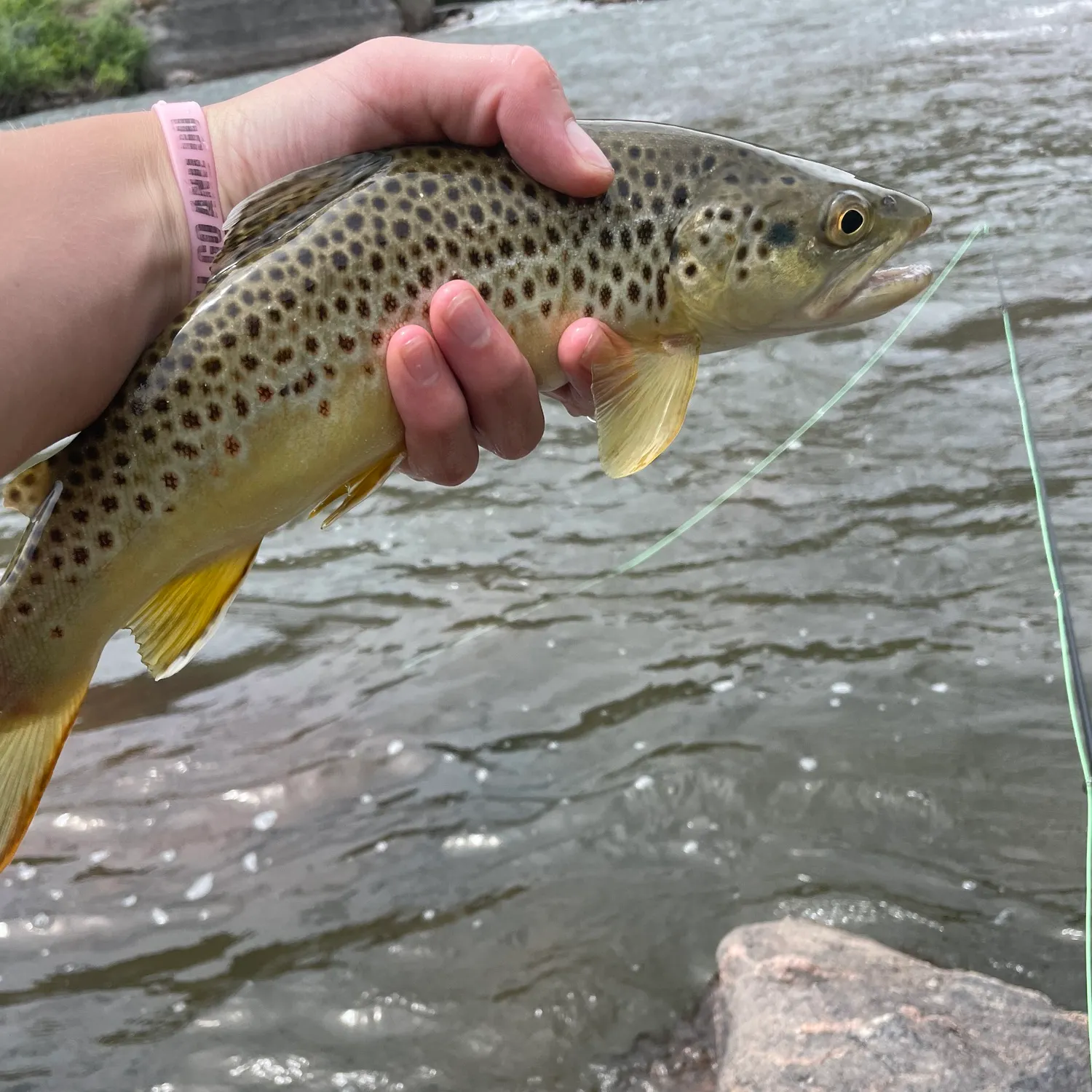 The most recent Brown trout catches on Fishbrain