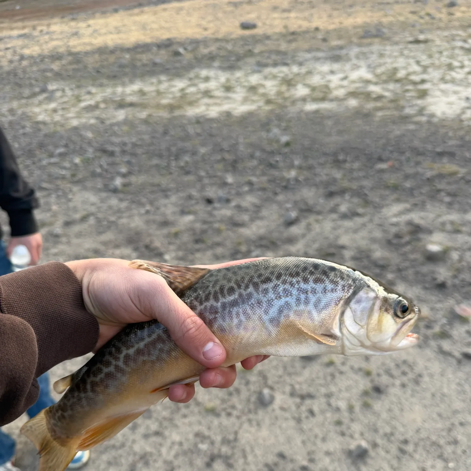 Tiger trout caught on Fishbrain