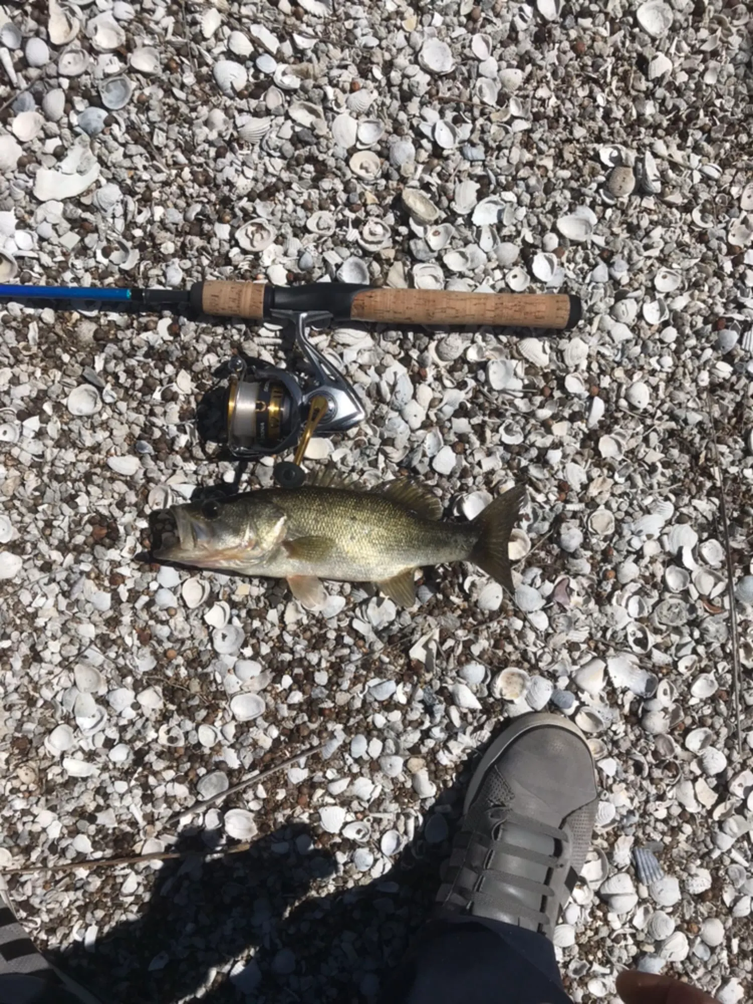 Post image from Here_fishy410