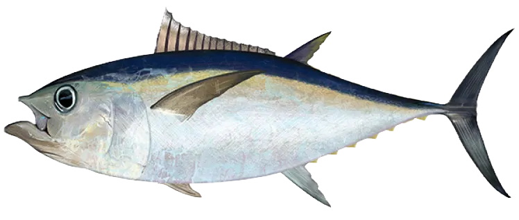 Bigeye tuna