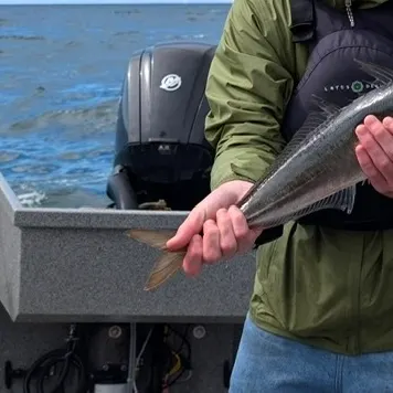 The most recent Blue mackerel catches on Fishbrain