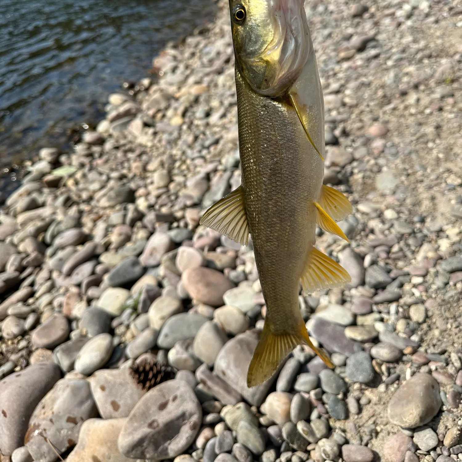 Northern pikeminnow caught on Fishbrain